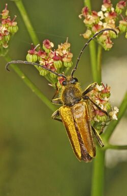 Flower Longhorn Beetle - Cosmosalia chrysocoma, near Bassetts, Sierra County, California.jpg