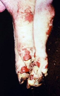 Foot and mouth disease in swine.jpg