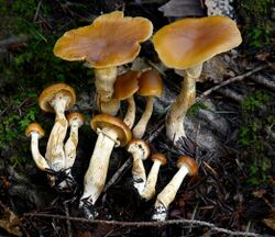 A group of about a dozen reddish-brown mushrooms clustered together and growing out of a decaying piece of wood covered with moss. The gills on the underside of the caps can be seen, as well as a small ring of tissue on the upper half to third of the whitish-brown stems. Visible amongst the larger mushrooms are about a dozen miniature versions of the larger mushrooms, with hemispherical caps that do not have the gills exposed.