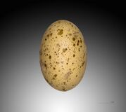 Egg