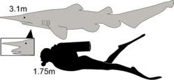 Diagram showing a goblin and scuba diver from the side: the shark is not quite twice as long as the human