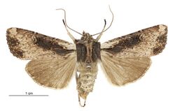 Graphania omoplaca female.jpg