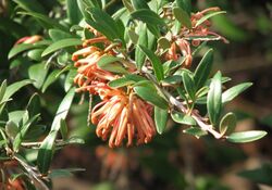 Grevillea Apricot Charm.jpg