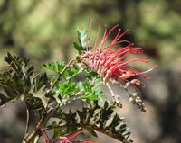 Grevillea bipinnatifida.jpg