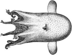 Black-and-white drawing of an octopus.
