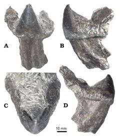 Haboroteuthis poseidon, holotype, a lower jaw. Frontal (A), left lateral (B), dorsal (C), and right lateral (D) views