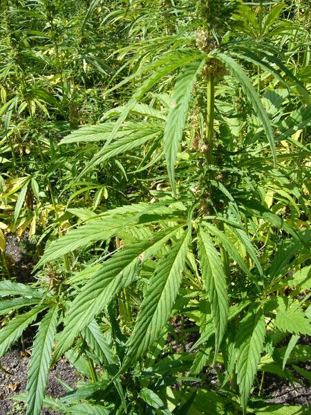 File:Hemp plants-cannabis sativa-single 3.JPG