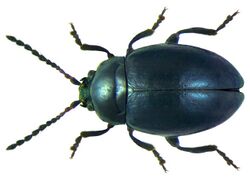 Hermaeophaga mercurialis (Fabricius, 1792).jpg