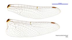 Hesperocordulia berthoudi male wings (35019726936).jpg