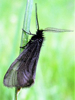 Adult Black Heterogynis zikici moth on a plant stem