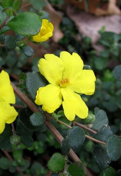 Hibbertia truncata 5762.jpg