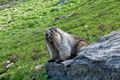 Hoary Marmot in Glacier National Park.jpg