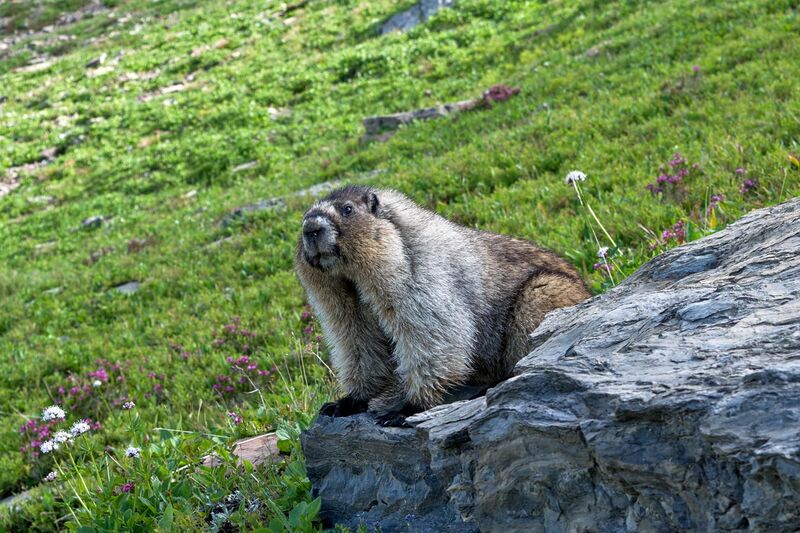 File:Hoary Marmot in Glacier National Park.jpg