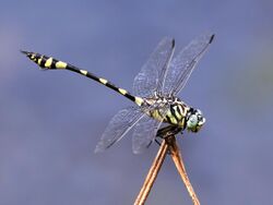 Ictinogomphus australis 4134.jpg