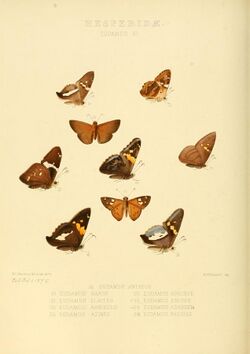 Illustrations of new species of exotic butterflies Eudamus III.jpg