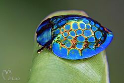 Imperial tortoise beetle.jpg