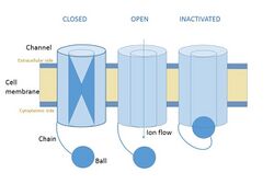 Inactivation diagram.jpg