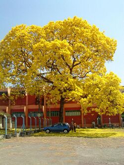 Ipê amarelo Tabebuia Goiânia.jpg