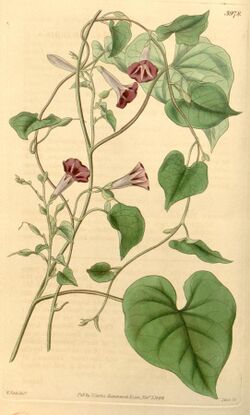 Ipomoea aristolochiifolia (Ipomoea tweediei) Bot. Mag. 69. 3978. 1842.jpg