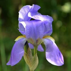 Iris pallida specie.jpg