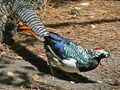 Lady Amherst Pheasant SMTC.jpg