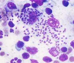 Several "Leishmania infantum" amastigotes in a bone marrow smear from a naturally infected dog