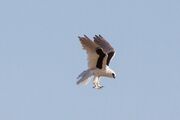 Letter-winged Kite (Elanus scriptus)4.jpg