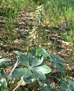 Lupinus sericatus 2.jpg