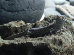 Lizard, seen from the right, with its head bent to the right, on a rock.