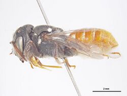 Megachile semicandens f.jpg