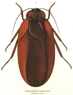 Megaloblatta longipennis (Shel1908-07).jpg
