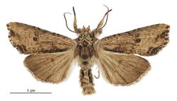 Meterana coeleno male.jpg