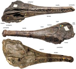 Mystriosaurus assigned specimen.jpg