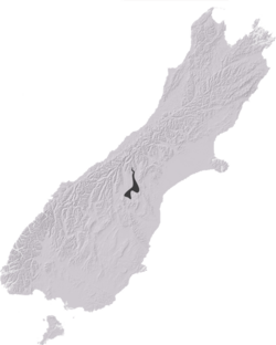 NZAcrididae6.png