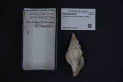 Naturalis Biodiversity Center - RMNH.MOL.209518 - Latirus acuminatus (Kiener, 1840) - Fasciolariidae - Mollusc shell.jpeg