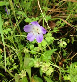 Nemophila phacelioides.jpg