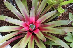 Neoregelia sanguinea 20081115.jpg