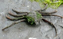 Northern Kelp Crab.jpg