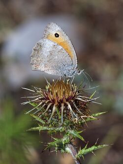 Oriental Meadow Brown (29285109501).jpg