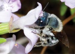 Osmia calaminthae visiting flower of Calamintha ashei, Lake Placid, Highlands County, Florida.jpg