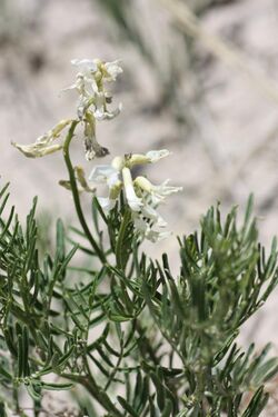 Osterhout Milkvetch (5715872143).jpg