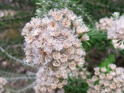 Ozothamnus costatifructus Hobart Gardens.JPG