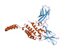 PDB 1y6m EBI.jpg