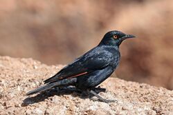 Pale-winged starling (Onychognathus nabouroup).jpg