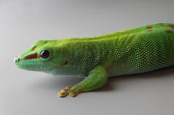 Phelsuma grandis, Stuttgart Zoological Garden.jpg