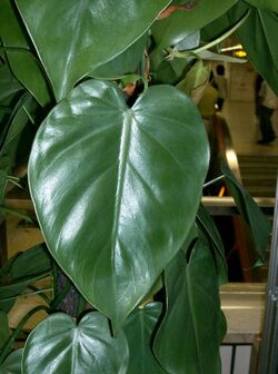 Philodendron scandens subsp oxycardium2.jpg