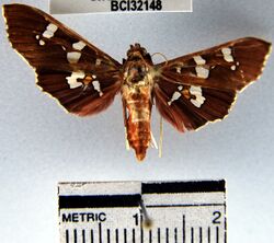 Phostria temira.JPG