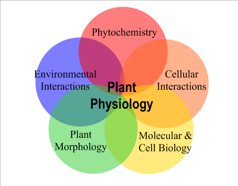 File:Plant physiology.png
