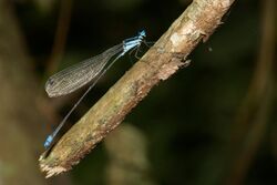 Platycnemididae-Silent Valley-2016-08-14-004.jpg