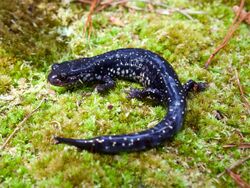 Plethodon grobmani.jpg